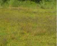 Land for sale in Chhapra