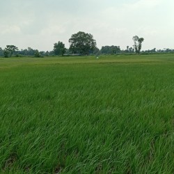Buy On Highway Property N. H 139, In Naubatpur, Patna Aurangabad Highway
