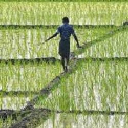 @-9lakh/katth Plot In Sikaria Chowk, Bihta Iit College 
