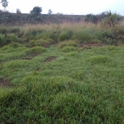 5 Kattha 6 Dhur Plot For Sale In Purnia