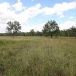 2 Bigha ( 40 Katha) for Sale in Jehanabad