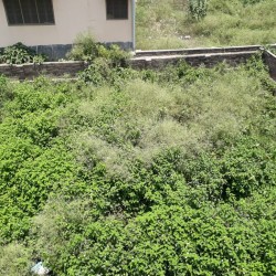 Plot For Sale Near Mount Assisi School ,rani Ka  Talab Bhagalpur