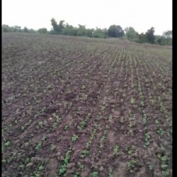 Agriculture Land For Sale