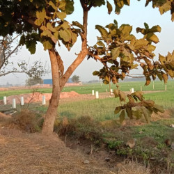 Farm House Property Near Bihta Railway Station 