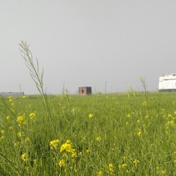 Farm Land/ Residential Plot