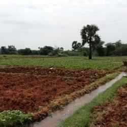 Agricultural Land Beside Road In Bihar, Purina For Sale