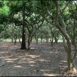 30 Kattha Bageecha Road Side