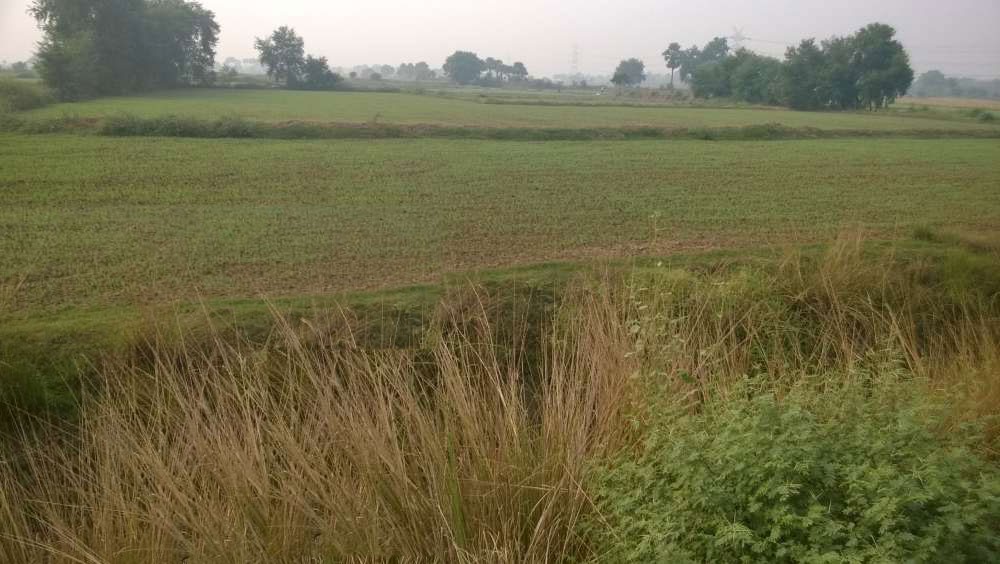 31acre Farm/large Land For Sale In Rural Area Of Purnea District