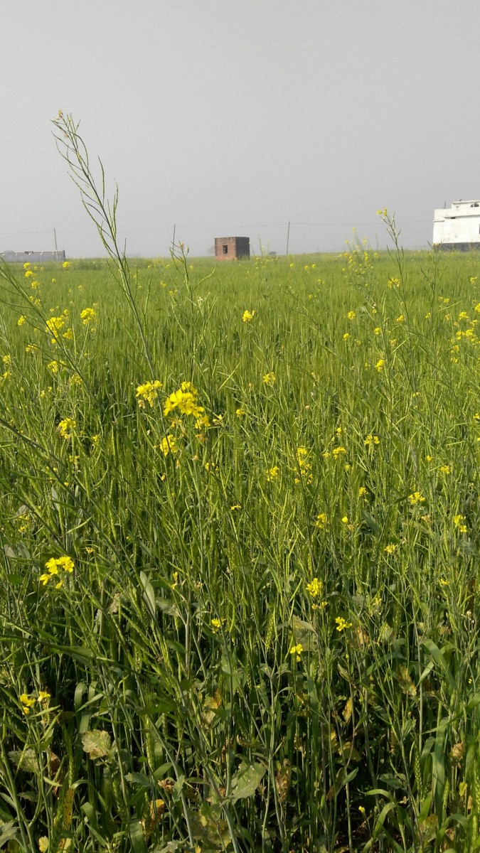 Farm Land/ Residential Plot